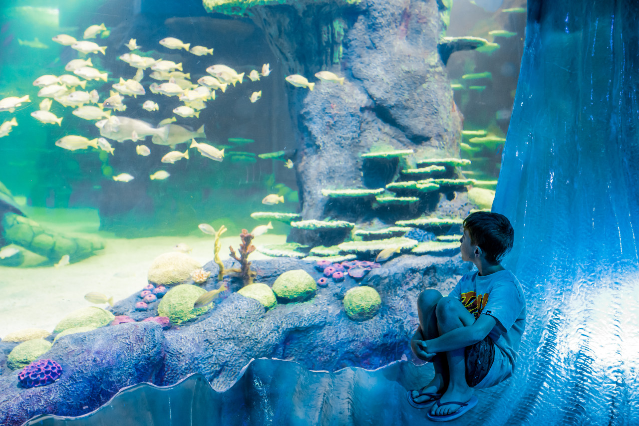 [AUSTRALIA] SEA LIFE Sydney Aquarium Direct Entry Ticket