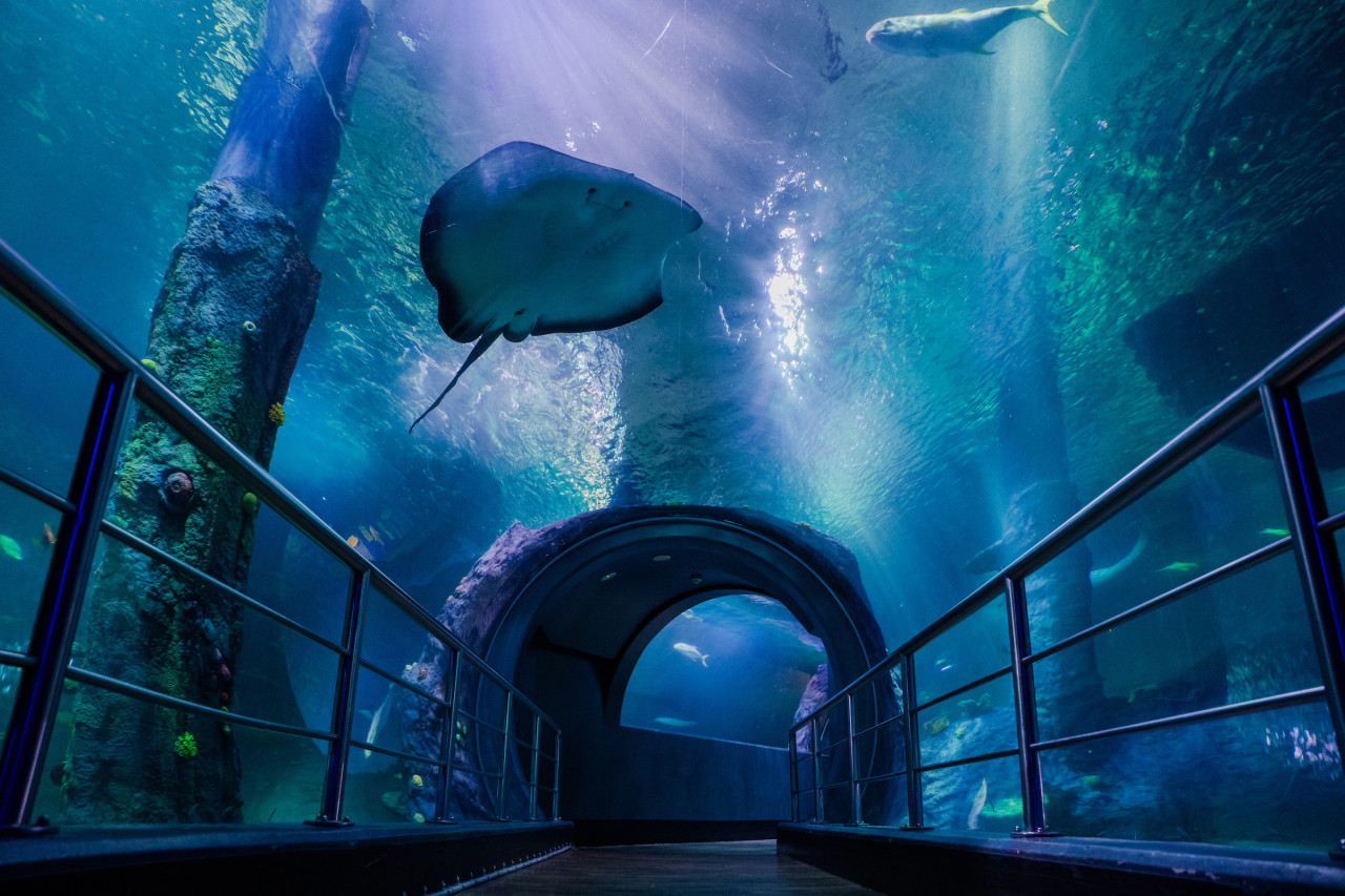 [AUSTRALIA] SEA LIFE Melbourne Aquarium Direct Entry Ticket