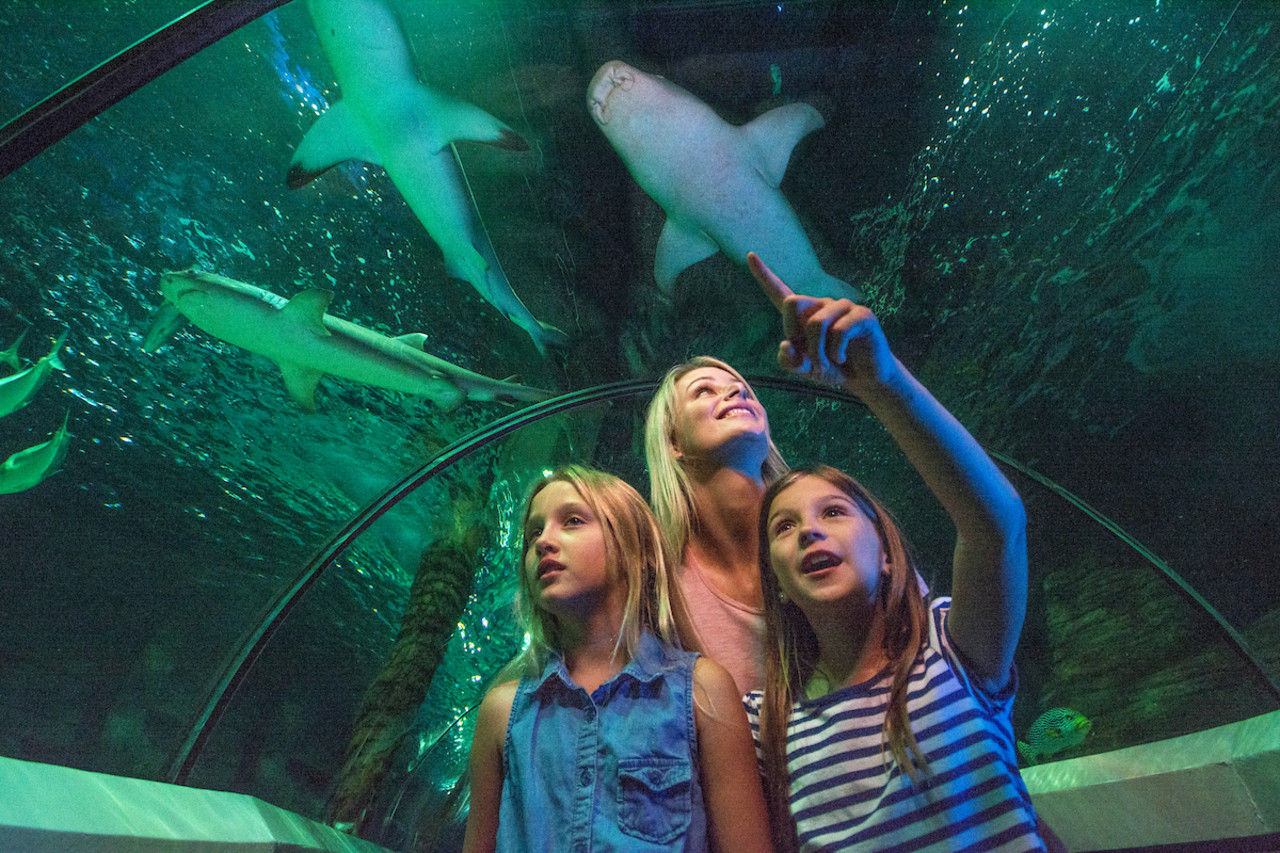 [AUSTRALIA] SEA LIFE Sunshine Coast Aquarium Direct Entry Ticket